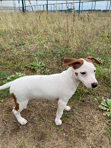 Jack Russelli terjer (6 foto / 6)