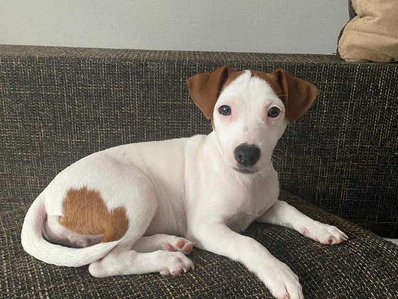 Jack Russelli terjer