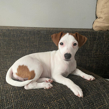 Jack Russelli terjer