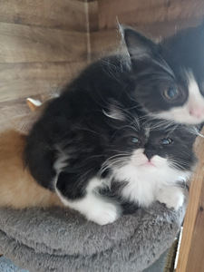 Hellad kassipojad otsivad kodu (3 foto / 10)