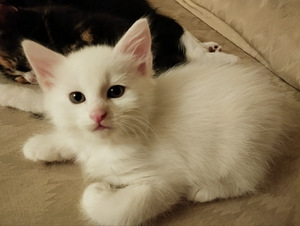 Котята (2 фото из 4)