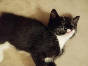 Котята (3 фото из 4)