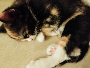 Котята (4 фото из 4)