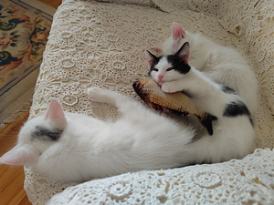Котята белые (4 фото из 4)
