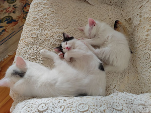 Котята белые (1 фото из 4)