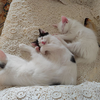 Котята белые