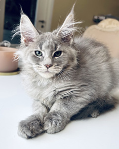 Maine Coon (1 фото из 2)