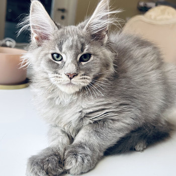 Maine Coon