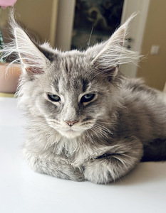 Maine Coon (2 фото из 2)