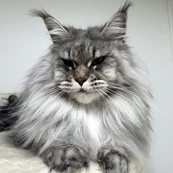 Maine Coon