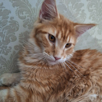 Maine Coon