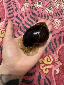 Achatina tigu (1 foto / 3)