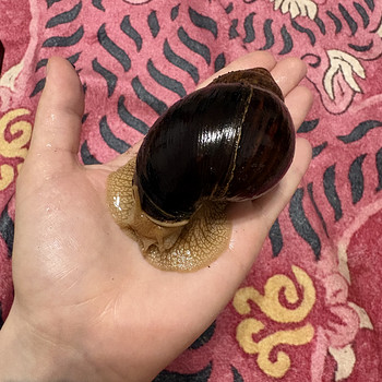 Achatina tigu