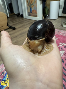 Achatina tigu (2 foto / 3)