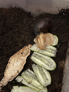 Achatina tigu (3 foto / 3)