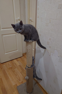 Kass (5 foto / 6)