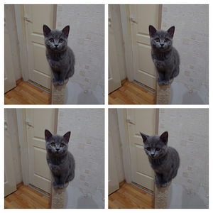 Kass (6 foto / 6)