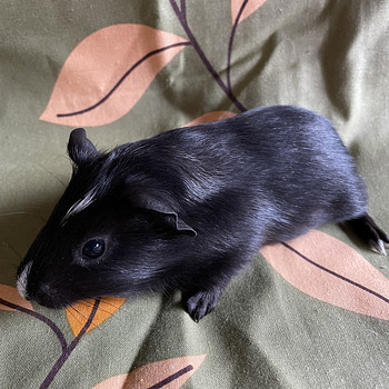Merisiga