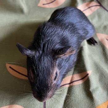 Merisiga