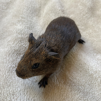 Merisiga