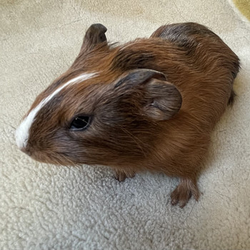 Merisiga