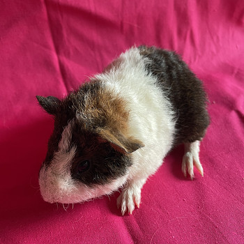 Merisiga