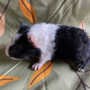 Merisiga