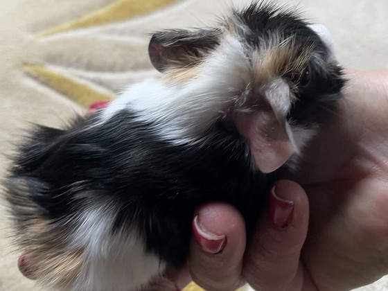 Merisiga