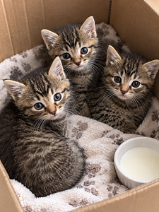 Котята (1 фото из 1)