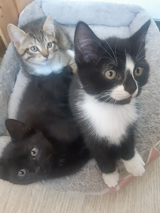 Котята (1 фото из 1)