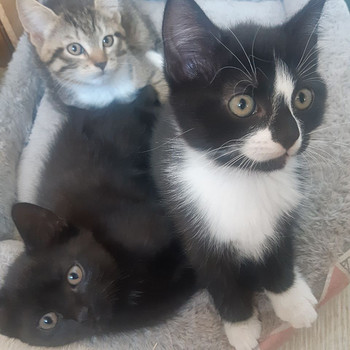 Котята