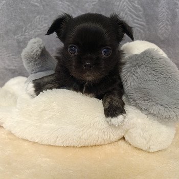 Chihuahua kutsikas (tüdruk)
