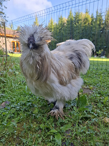 Ära anda kaks siidikukke (4 foto / 4)