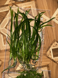 Vallisneria (2 foto / 3)
