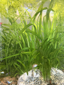 Vallisneria (1 foto / 3)