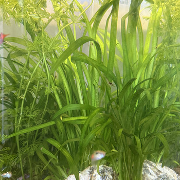 Vallisneria