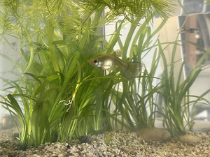 Vallisneria (3 foto / 3)