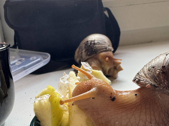 Müüa ahhaatina teod. Pojad ja täiskasvanud.