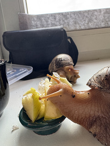 Müüa ahhaatina teod. Pojad ja täiskasvanud. (1 foto / 3)
