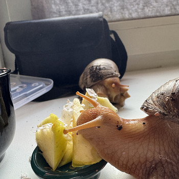 Müüa ahhaatina teod. Pojad ja täiskasvanud.