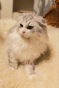 Котята (5 фото из 5)