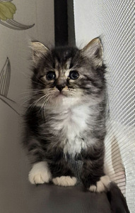 Котята (2 фото из 5)