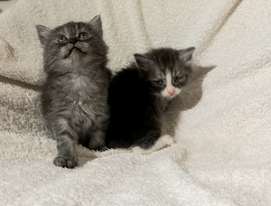 Котята (1 фото из 5)