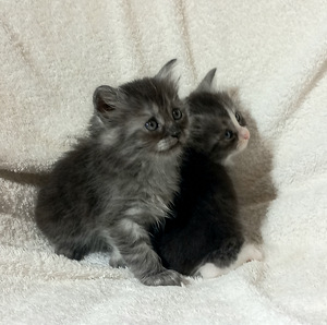 Котята (4 фото из 5)