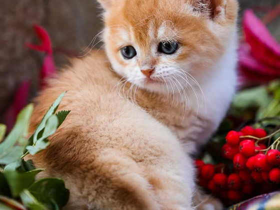 Лучший в мире золотой британский котёнок