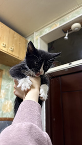 Котятя (1 фото из 6)