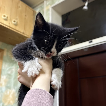 Котятя