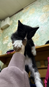 Котятя (2 фото из 6)