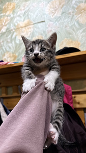 Котятя (3 фото из 6)