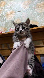 Котятя (4 фото из 6)